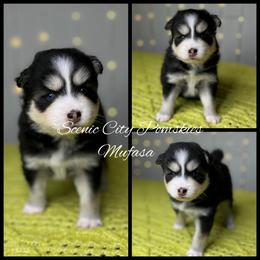 Mufasa - Black and white male Pomsky puppy in Rossville, Georgia from Scenic City Pomskies