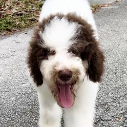 Boy 3 - Poodle puppy in Stuart, Florida from AKC/Excellent + Good OFA Sweet Delightful Poodles