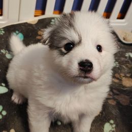 Sugar - White female Pomsky puppy in Idaho Falls, Idaho from Idaho Pomsky