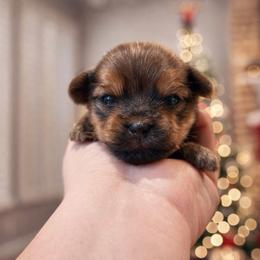 Brady - Red male Shorkie puppy in Midland, Texas from Southern Yorkie Pies
