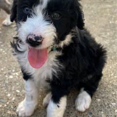 Bordoodle Puppies from Lunatic Kennel