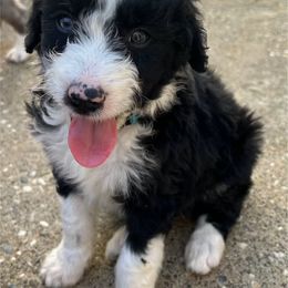 Bordoodle Puppies from Lunatic Kennel