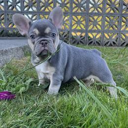 French Bulldogs from Cream of the Crop Frenchies