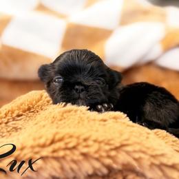 Blessed's Lux AKC - Black male Shih Tzu puppy in Apollo Beach, Florida from Blessed’s Shih Tzu