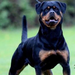 Rottweilers from OneUnitK9