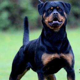 Rottweilers from OneUnitK9