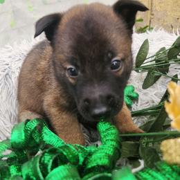 Yellow - Fawn sable male Belgian Malinois puppy in Boise, Idaho from Wings of Freedom Retrievers and Malinois