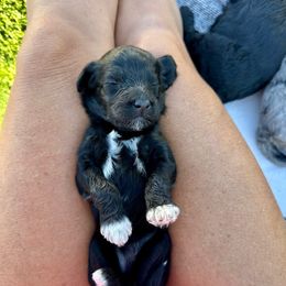 Nellie - Black female Bernedoodle puppy in Yuba City, California from Ranch House Doodles