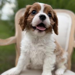 Boy 5 - male Cavalier King Charles Spaniel puppy in Piney Flats, Tennessee from Holston Mountain Cavaliers