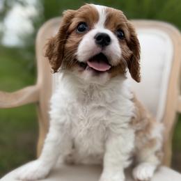 Boy 5 - male Cavalier King Charles Spaniel puppy in Piney Flats, Tennessee from Holston Mountain Cavaliers