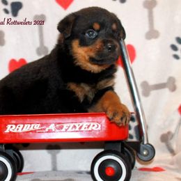 Rottweiler Puppies from C&C Royal Rottweilers