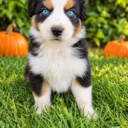 Snorlax - Black tri-color male Australian Shepherd puppy in Riverside, California from Aus Cal (Aussies of soCal)