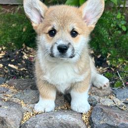 Mack The Knife - Red male Pembroke Welsh Corgi puppy in San Rafael, California from Top Shepherd Perlez