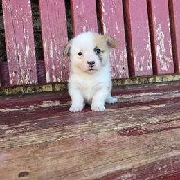Mortie - Red male Pembroke Welsh Corgi puppy in Anton, Texas from X Bar's Lil Legs of Texas