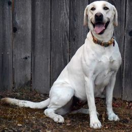 Labrador Retriever All Grown Up from Solano Retrievers