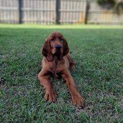 Irish Setter Puppies from MJ's Small Town Irish Setters