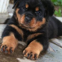 Rottweiler Puppies from Wildhaven Rottweilers