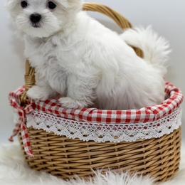 Maltese and Maltipoo Puppies from Chez Lexi Kennels