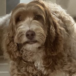 Tiny - Australian Labradoodle