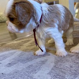 Cinnamon - Blenheim male Cavalier King Charles Spaniel puppy in Port Orchard, Washington from Cavaliers of House Northup