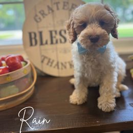 Rain - Caramel red male Australian Labradoodle puppy in Anderson, Indiana from Walls Family Doodles