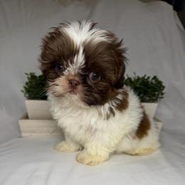 Teddy - Black gold and white male Shih Tzu puppy in Bullhead City, Arizona from Arizona Shih Tzu Land