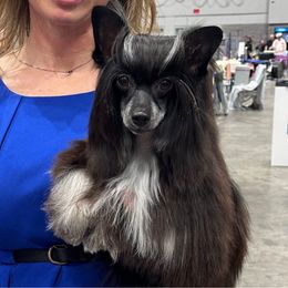 Nova - Chinese Crested