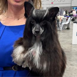Nova - Chinese Crested