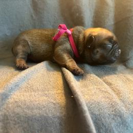 Pink: Red fawn  Female OFA'd parents - Fawn female French Bulldog puppy in Billings, Montana from Montana Made Frenchies