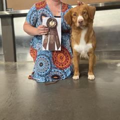 Nova Scotia Duck Tolling Retriever All Grown Up from RiverSong Tollers