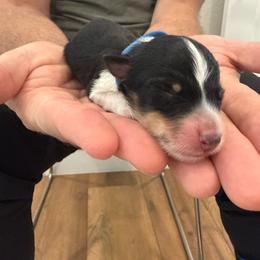 Blue - Tri-color female Border Collie puppy in Palmetto Bay, Florida from Hill Valley Border Collies