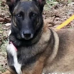 Belgian Malinois and German Shepherds from True Grit Kennels