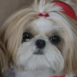 Suzanne - Shih Tzu