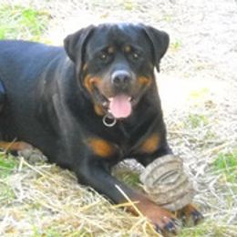 Rottweilers from Krafthaus Rottweilers