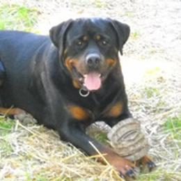 Rottweilers from Krafthaus Rottweilers