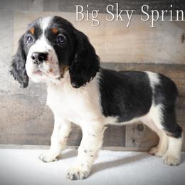 Girl 2 - Black white and tan female English Springer Spaniel puppy in Great Falls, Montana from Big Sky Springers