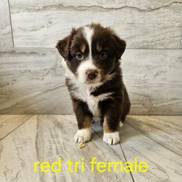 Mya yellow - Red tri-color female Australian Shepherd puppy in Arbela, Missouri from County Line Aussies