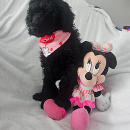 Hunter - Black male Poodle puppy in Milford, Michigan from Cuddley-Poods Moyen poodles