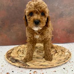 Macaron - Red female Cockapoo puppy in Beresford, South Dakota from DAKOTA DOOD RANCH
