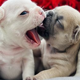 French Bulldogs from Standard Frenchies