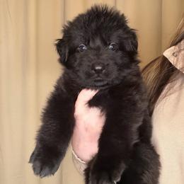 Grey - Black female German Shepherd puppy in Tennessee from Chattanooga Tn German Shepherds