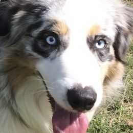 Australian Shepherds from Mystique Australian Shepherds