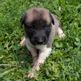 Girl-2 - Brown female Anatolian Pyrenees puppy in Marysville, Ohio from Brotherton Family Farms