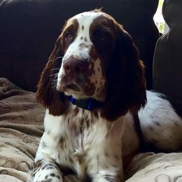 English Springer Spaniels from Saxonburg Springers ll