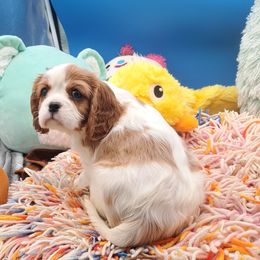 Girl - Blenheim female Cavalier King Charles Spaniel puppy in Longview, Texas from Casanova Cavalier King Charles Spaniels