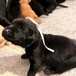 White - Black female Labrador Retriever puppy in Nampa, Idaho from Breakaway Retrievers