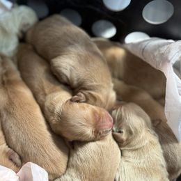 First Pick Male - male Golden Retriever puppy in De Beque, Colorado from The Wildfire Ranch