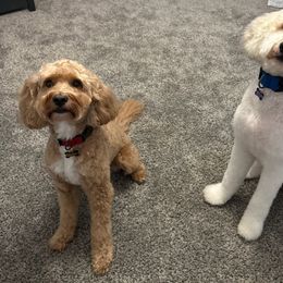 Goldendoodle Puppies from Kindred Goldendoodles