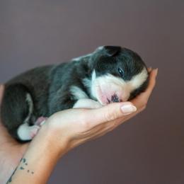 Border Collie, Papillon, Sporty Mix, and Whippet Puppies from Old Hemp Border Collies / Open Horizon Sport Dogs