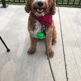 Goldendoodles and Golden Retrievers from Deer Creek Goldens of WV